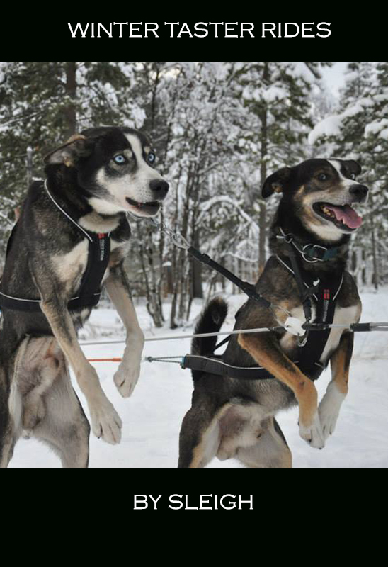 Winter sleigh taster ride with a husky team