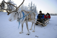 Reindeer at a working herding farm in Enontekio