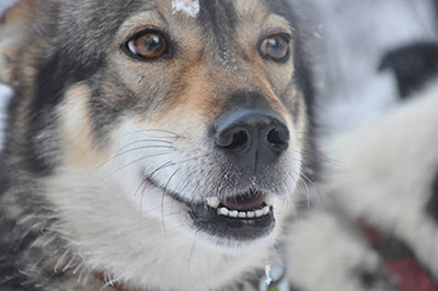 A husky named Cherry