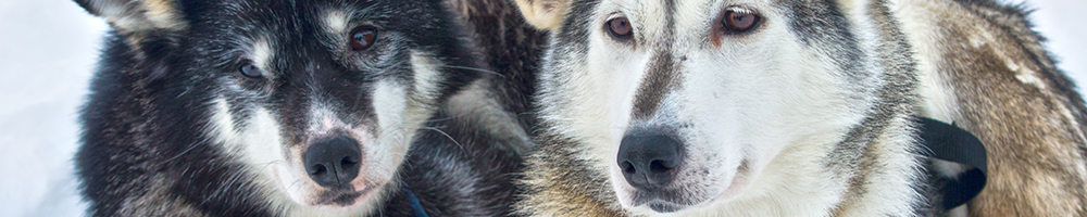 Banner illustrating sled dog welfare in British Columbia