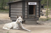 Husky at the Hetta Huskies farm