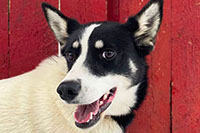 Bell, a Hetta Huskies husky (Trainee Leader/Wheel Dog)