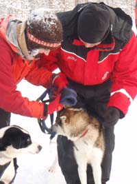 Guide harnessing a husky team for autumn training
