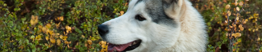 Short husky hike with a dog around the farm
