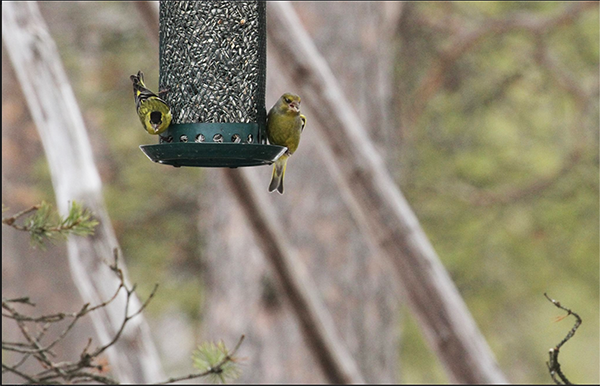 Feeding a wild bird at the farm hide