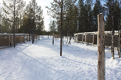 Rows of dog cages on the farm