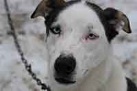 Soda, a huge, high-energy husky needing an experienced handler