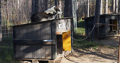 Sick-dog kennel with a wider entrance for cone collars