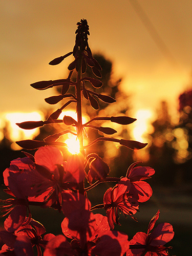 Arctic plant lit by low sun
