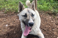 Close-up portrait of a Hetta Huskies dog