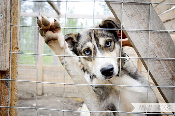 Husky at the Hetta Huskies farm