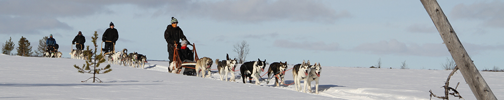 Husky safari winter landscape near Hetta