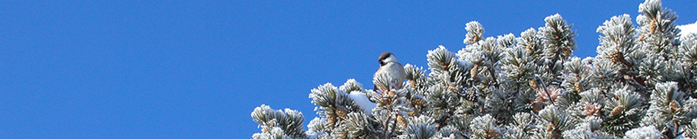 Spring scenery in the Lappish forest