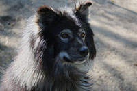 Aknil, an older working Nenet Laika sleddog with long hair