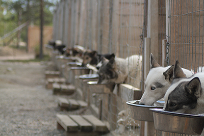 Cage feeding holes
