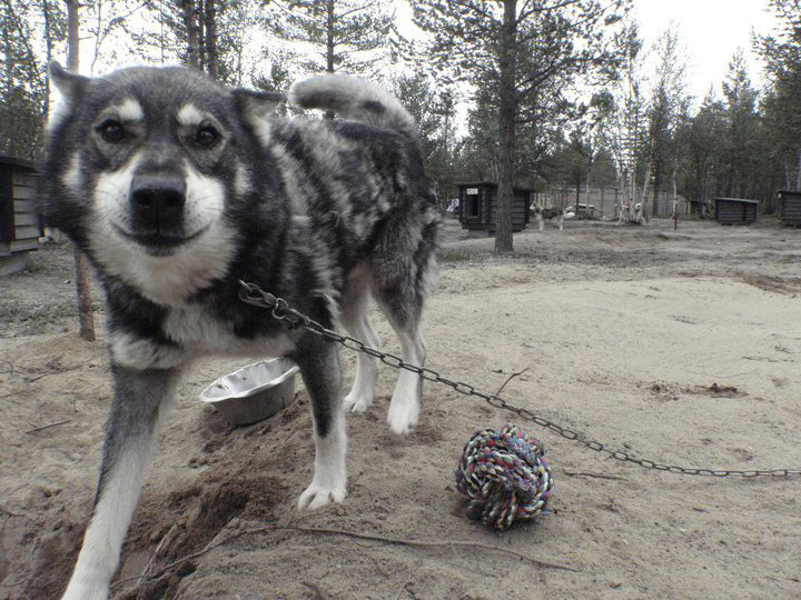 A dog playing with a ball