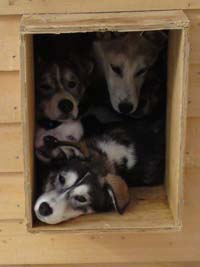 Husky pups in the cage area