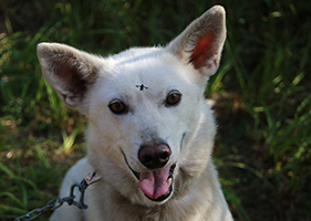 Nana, a small husky with an amazing work ethic, looking for a loving home