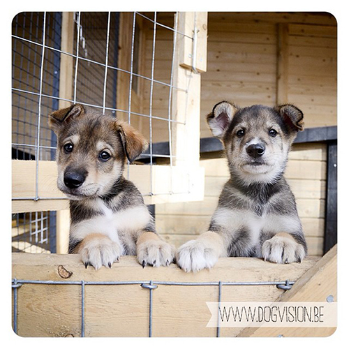 Husky puppies on the farm
