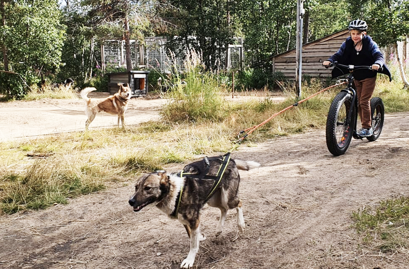 Rider bikejoring with a husky