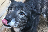 Grizzly, an older dog ready for adoption