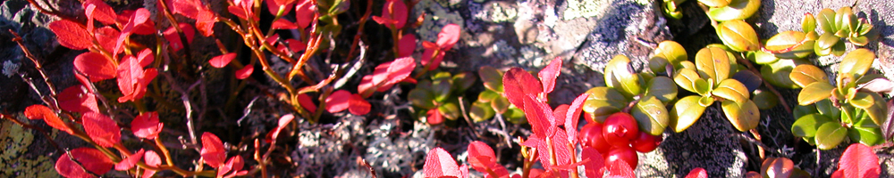 Autumn hunting grounds in the Enontekiö wilderness