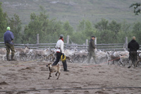 Reindeer in the summer fells