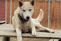 Beorne, a Hetta Huskies husky (Wheel)