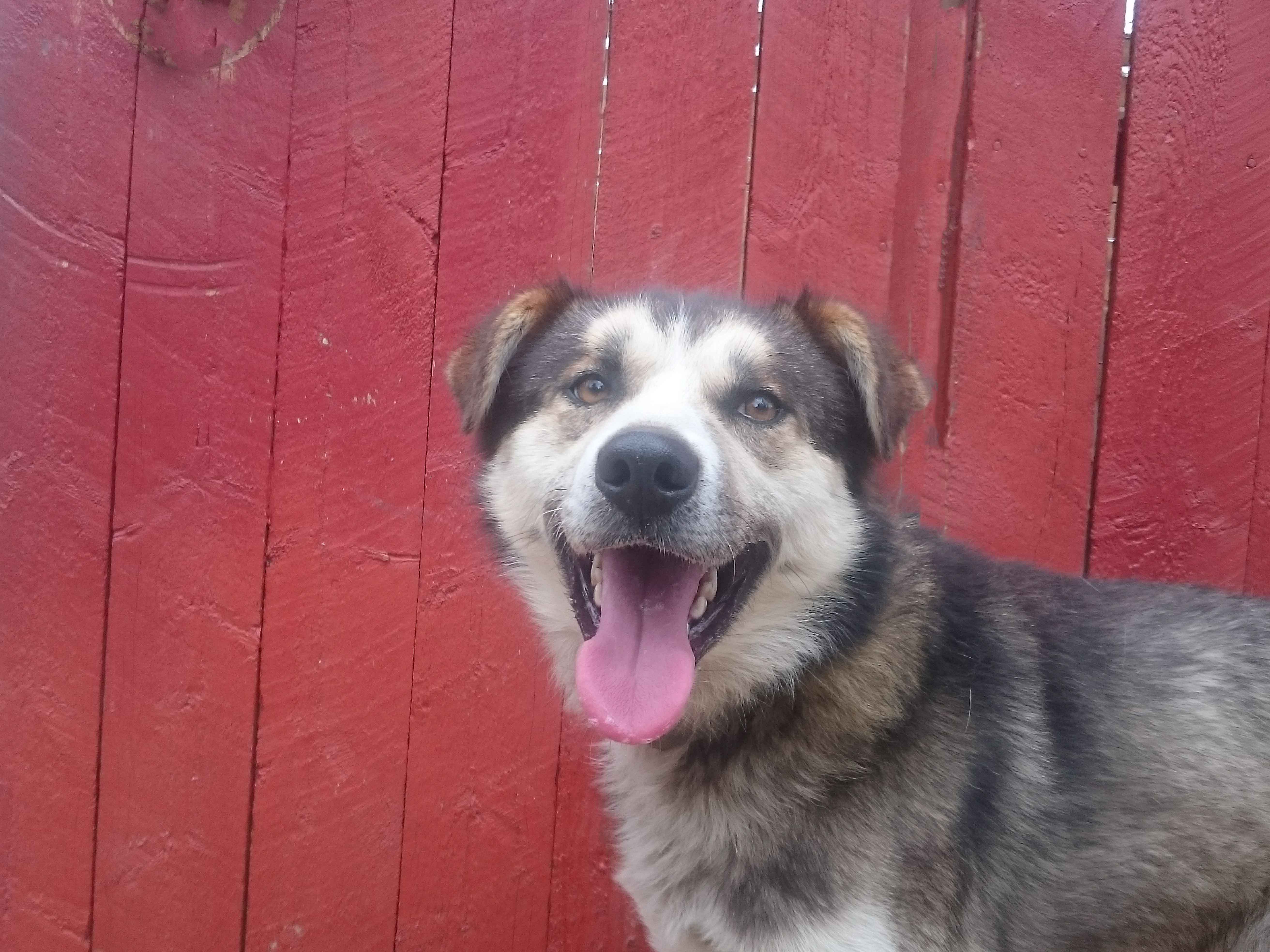 Bali, an older female lead sleddog from Norway