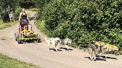 Troll cart taster ride pulled by a husky team in summer