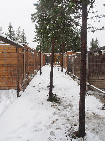 Newly built dog cages on the farm
