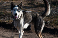 Jani, a timid husky retired from running due to a chronic limp