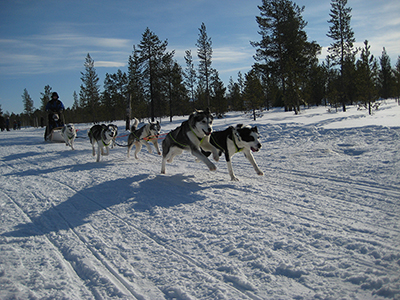 A team of huskies racing