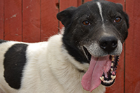 Buddy, a Hetta Huskies husky (Lead dog)