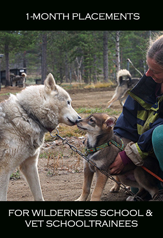 One-month trainee programme on the husky farm