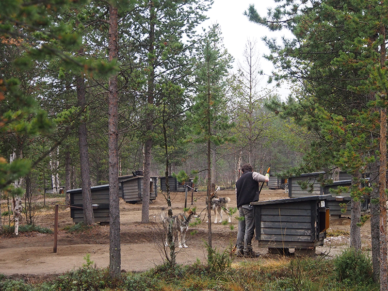Guide cleaning and maintaining the husky farm