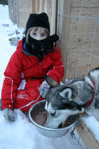 Guide feeding the huskies in the evening