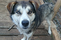 Sled dog looking into the camera