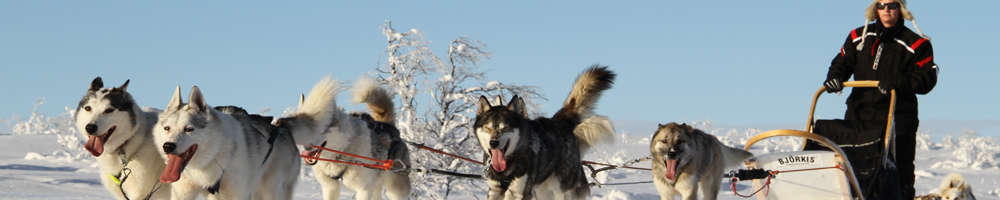 Dog sled crossing a bridge on the taiga tour