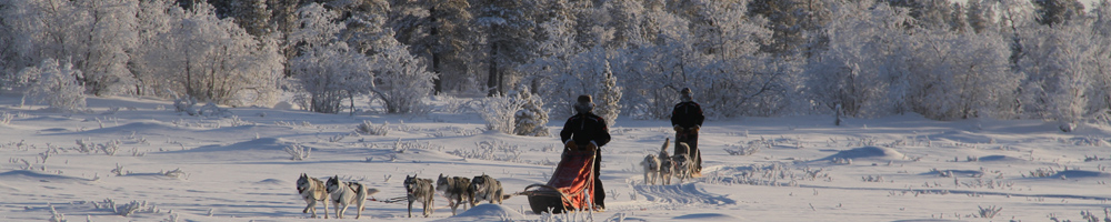 Sled dogs resting on a multiday safari