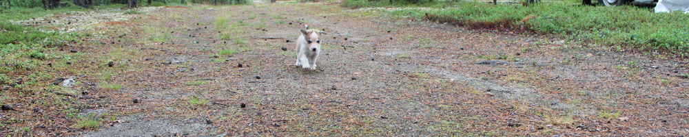 Husky puppies at the Hetta Huskies farm