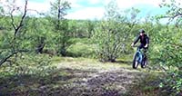 Fatbiking on a summer trail near Hetta