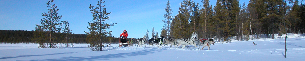 Musher driving a husky team along an Arctic trail