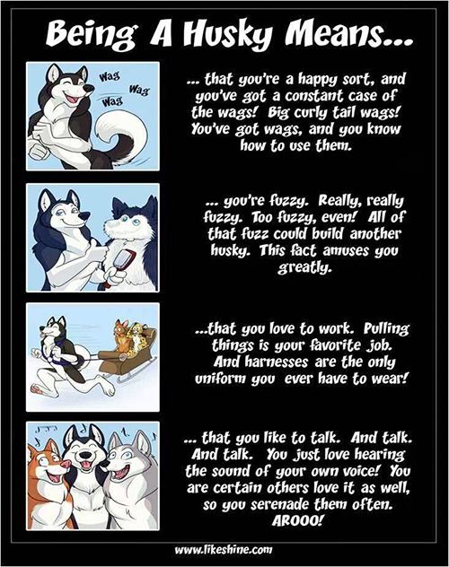 Life of a husky at the farm