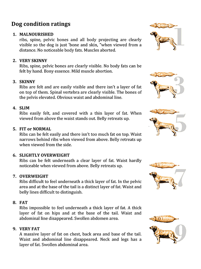 Body condition scoring chart from skinny to obese