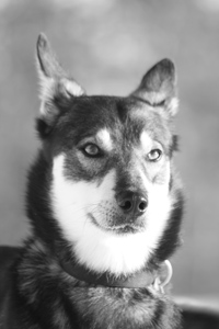 A husky named Monty