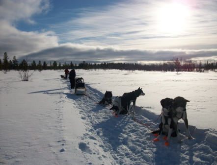 'The Fids' sled-dog team resting in the snow