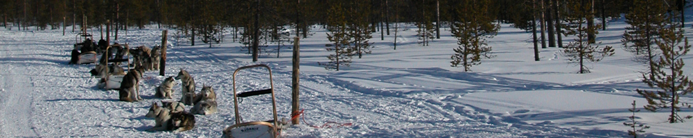 Clients on a single-day husky safari through the snowy wilderness