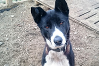 Cola, a Hetta Huskies husky (Improving Leader)