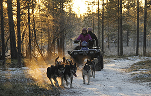 Quad-bike conditioning training with a husky team